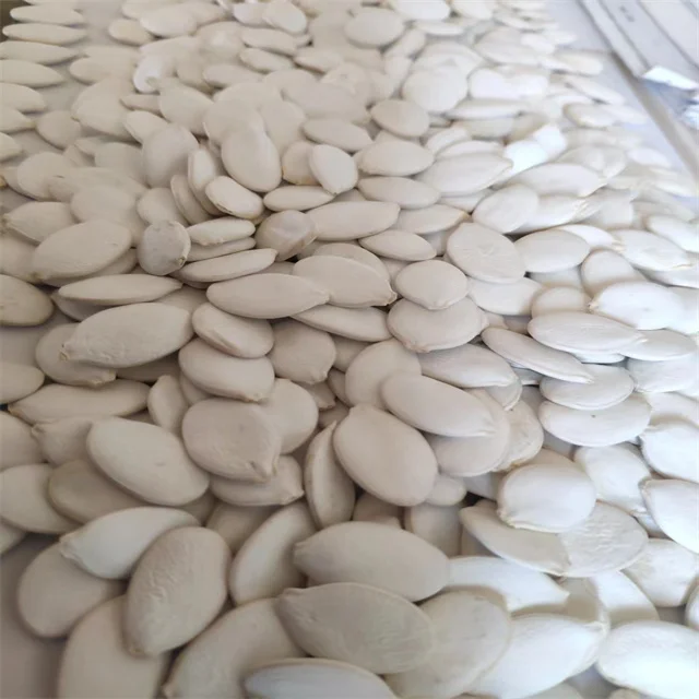 2023  new crop chinese manufacturer top quality 13+ 15+ bulk snow white pumpkin seeds