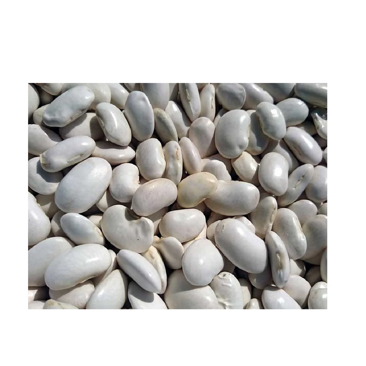 Non-GMO Natural High Grade Bulk Dried White Beans from Uzbekistan White Kidney Beans for Food