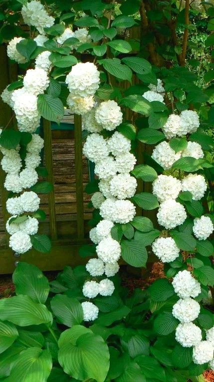 
Amazon Hot Selling Hydrangea Flower Plants Seeds Bonsai Plant for indoor garden Send Gift 