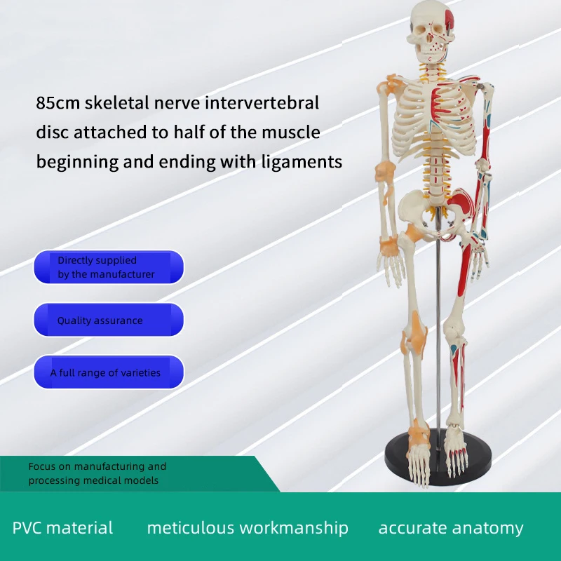 2024 Hot selling products Halloween Decorations Plastic Life Size Full Body Realistic Gear Human Skeleton emergency medical supplies
