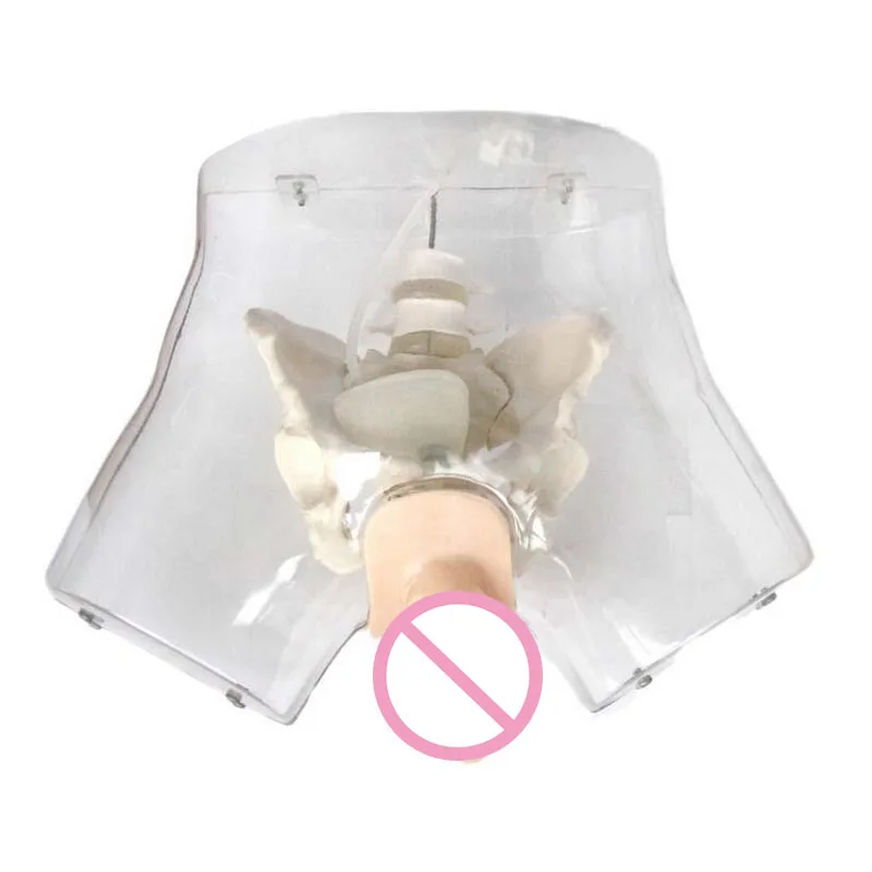 Medical Training Transparent Male Urethral Catheterization Simulator