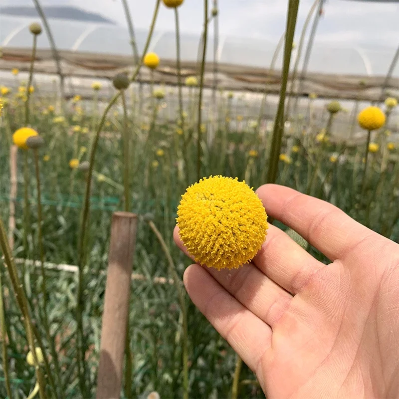 Wedding Bouquet Decor Christmas Wreath DIY Ball Flower Dried Craspedia Yellow Billy Balls Dried Flowers