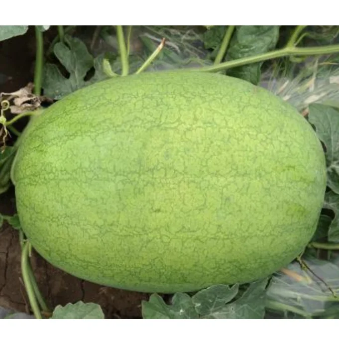 
Hybrid F1 Blocky Watermelon Seeds Red Flesh Hybrid F1 Watermelon Seeds 