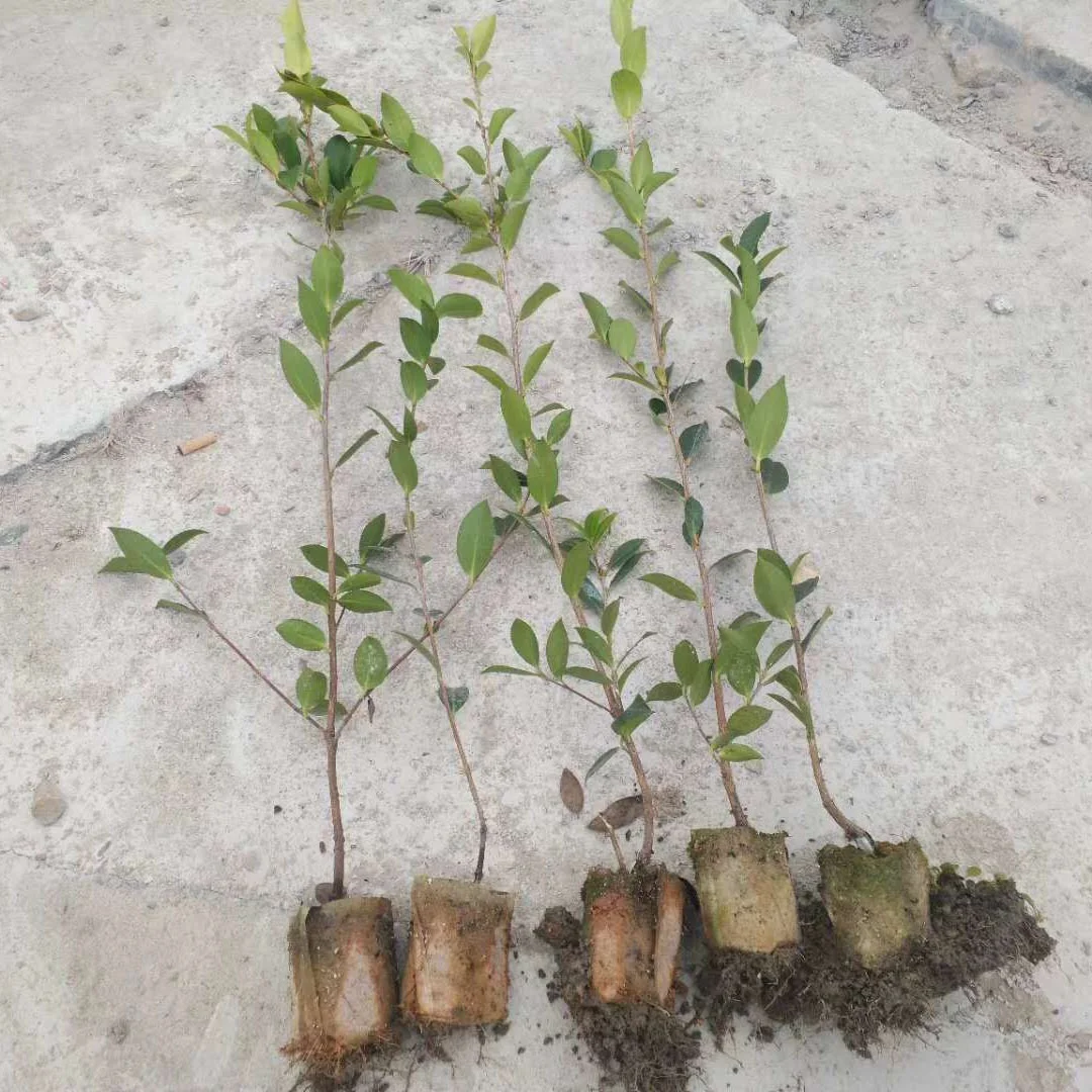 Biodegradable fabric Non Woven grow bag Plants Growing pot Breathable seedling-raising Nursery Bags