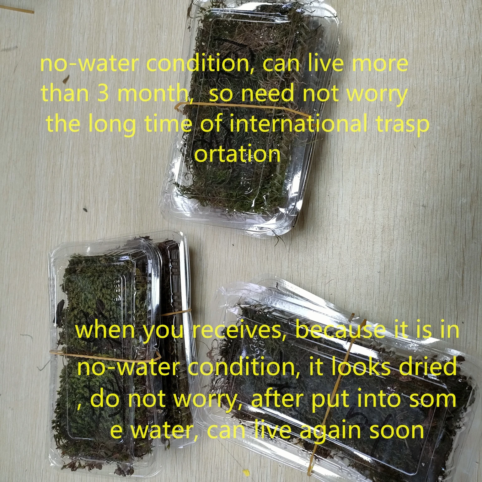 Natural  Live Moss, Real Muskeg Grass for Wall, Garden, Scene Decoration, Micro Landscape, Army Sand Table