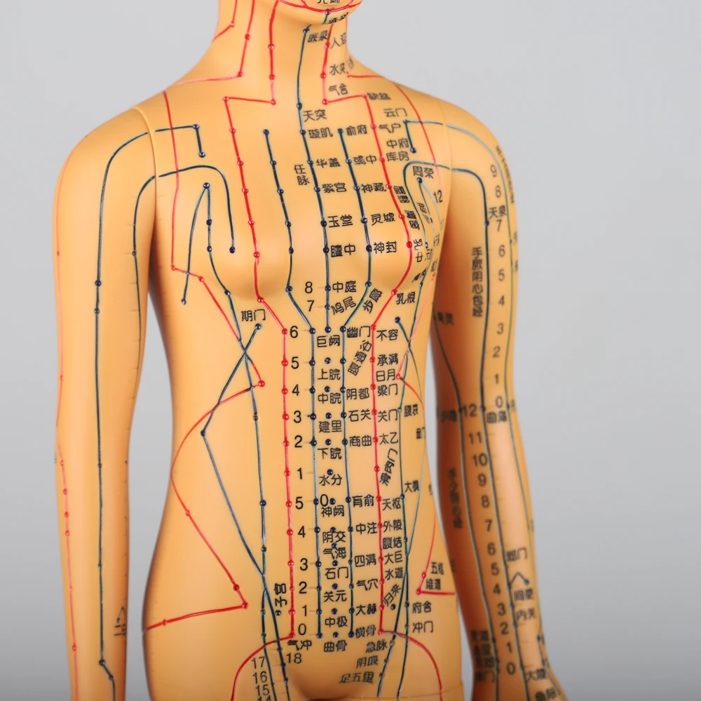 Chinese Acupuncture Model Human Acupoint Acupuncture Model Body Point Model