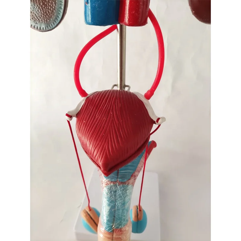 Plastic Human Male/female Urinary System Anatomical Model,prostate/ kidney anatomy model and Female pelvic model