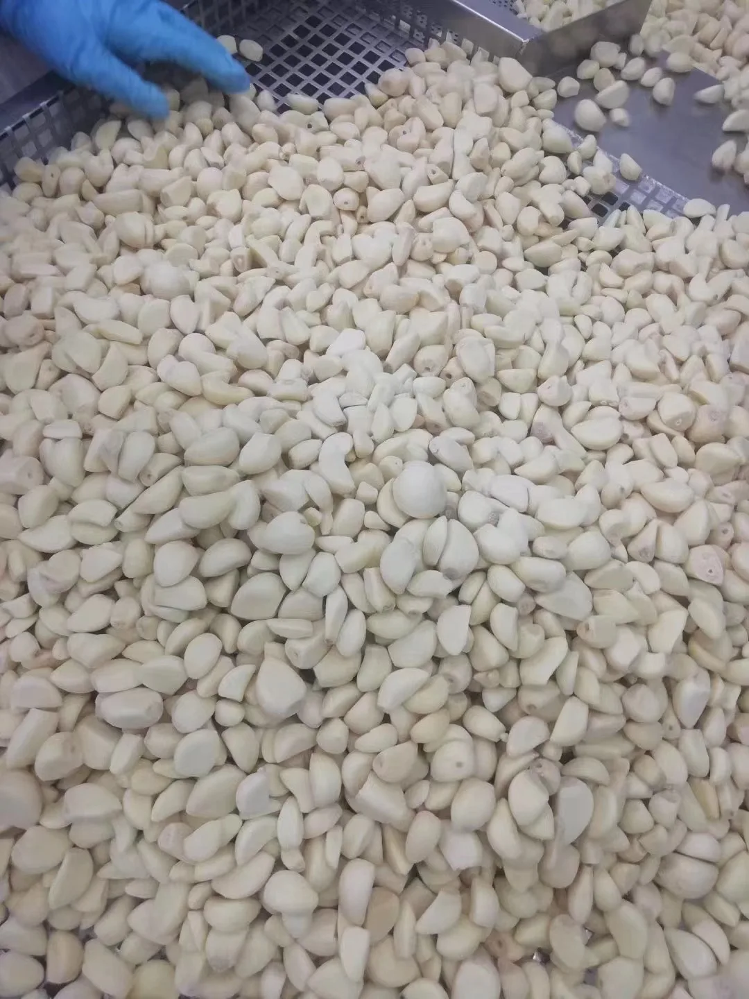 Selected Quality IQF Frozen garlic cloves of Garlic hometown proccesser with Halal/BRC/GAP/Kocher Approved Frozen garlic