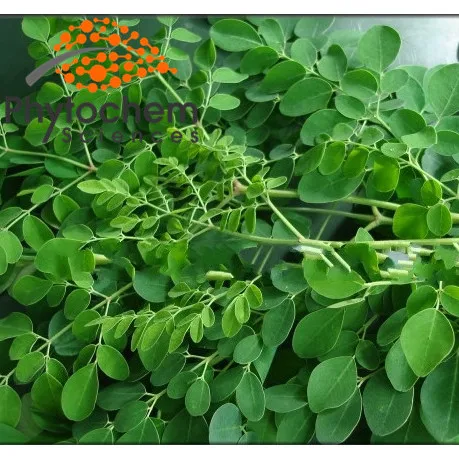  Листья и потеря веса superfood moringa powder от производителя