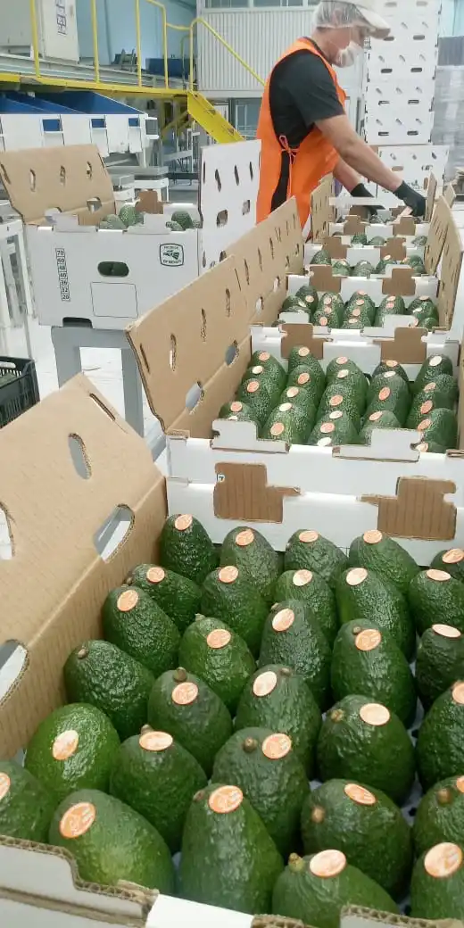 Natural Fresh All Caliber Hass Avocado Mexican Exporters Cold Storage Wholesale Distributors Packaging Mixed Drinks Halves