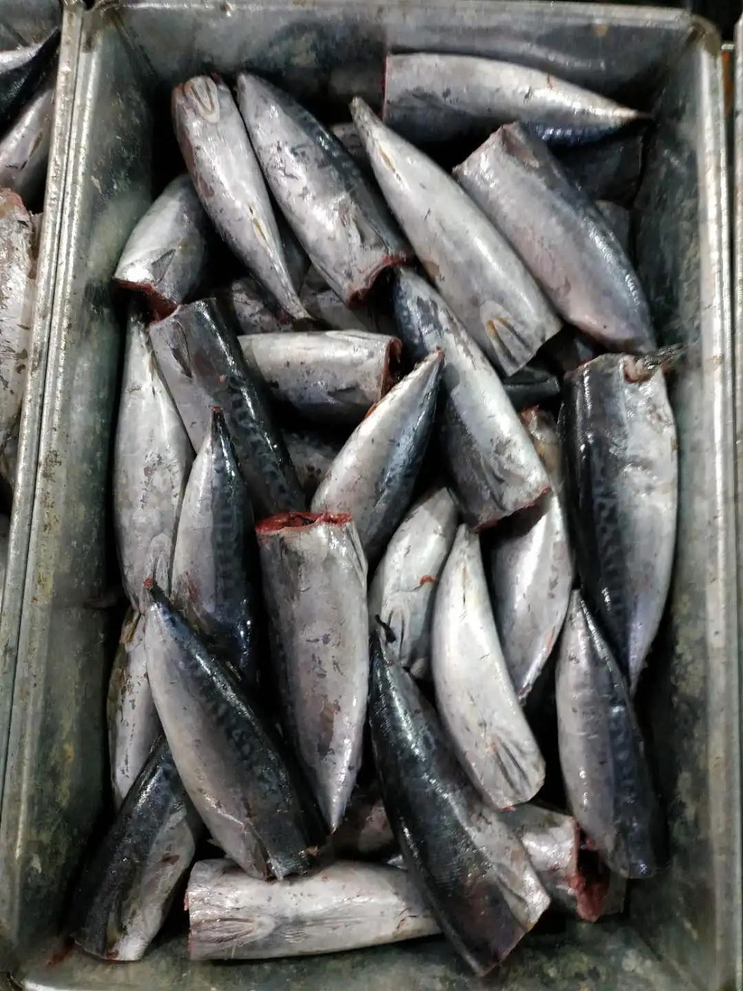 
Frozen Bonito Tuna fish HGT seafrozen BQF for CANNING 