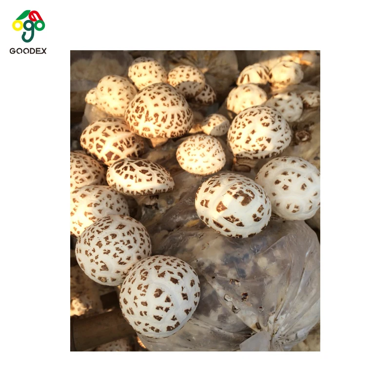 Высушенный цветочный гриб shiitake хорошего качества