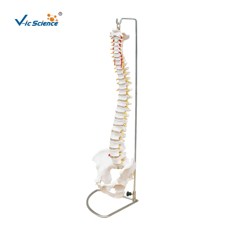 medical science Anatomical human spine model spine anatomy medical model life size skeleton