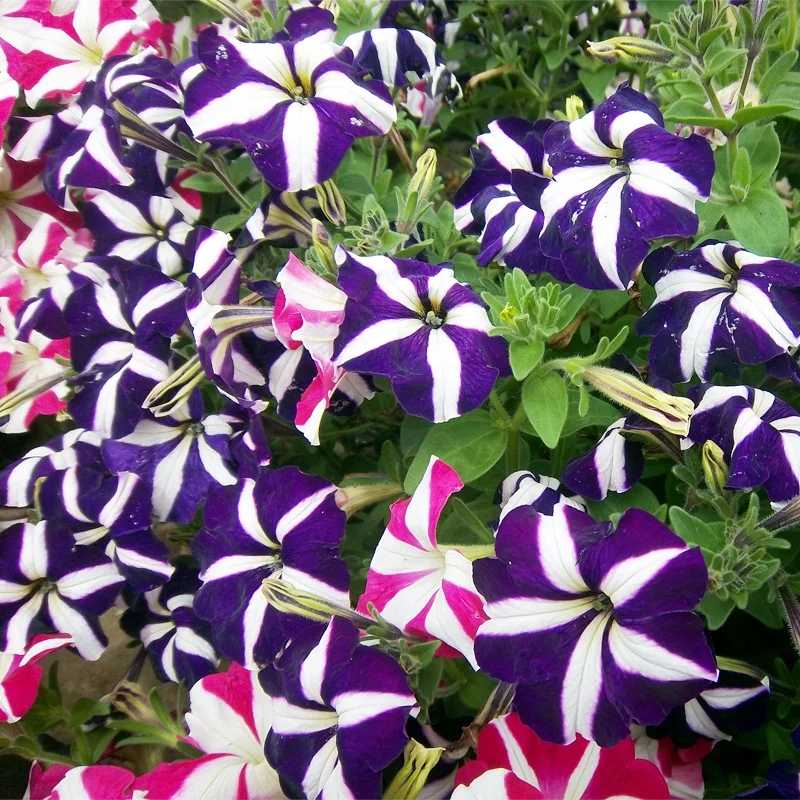 
Hot cheap Petunia Hybrida flower seeds 