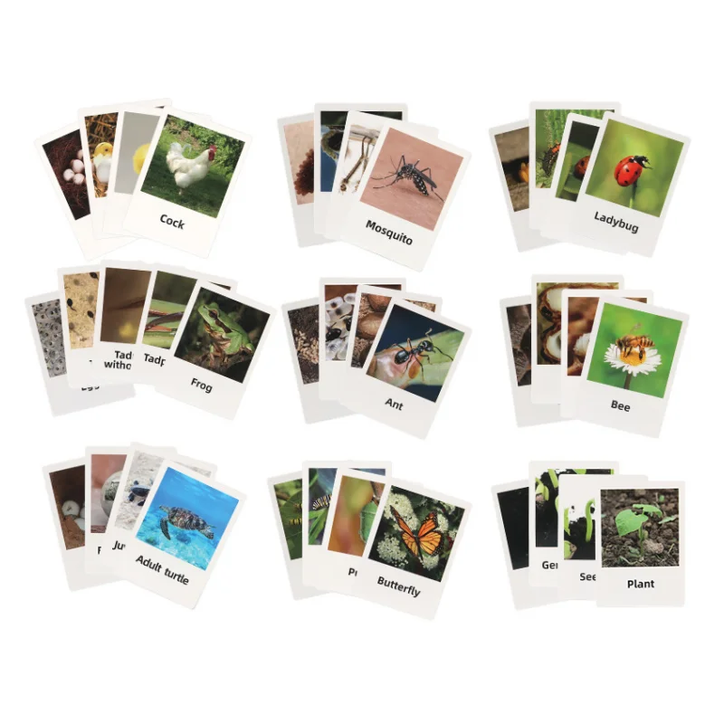 Montessori Life Cycle Learning & Education Toys Plastic Insect Ladybug Monarch Butterfly and Tadpole-to-Frog Kit for Kids