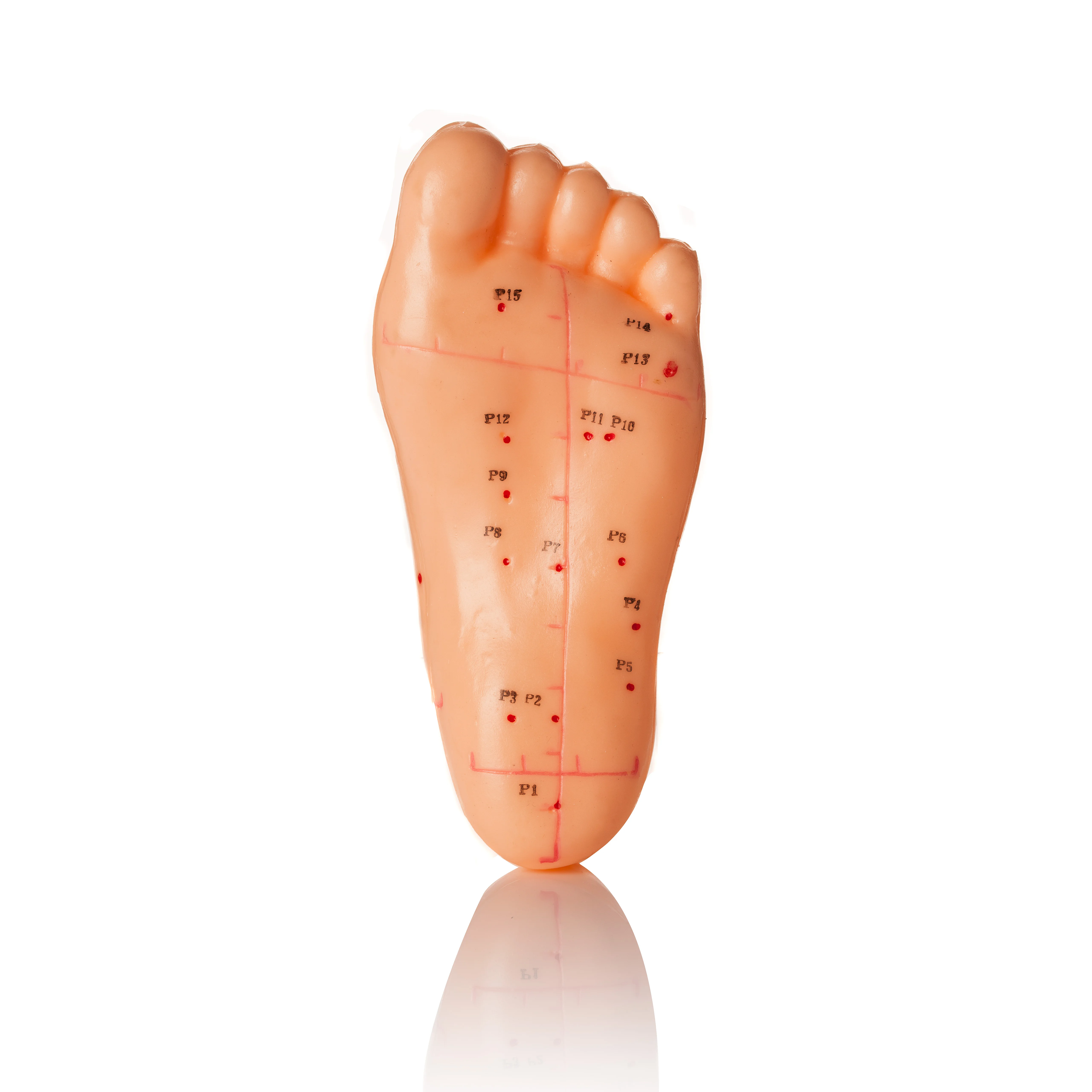 Foot model of acupuncture Foot model of health care