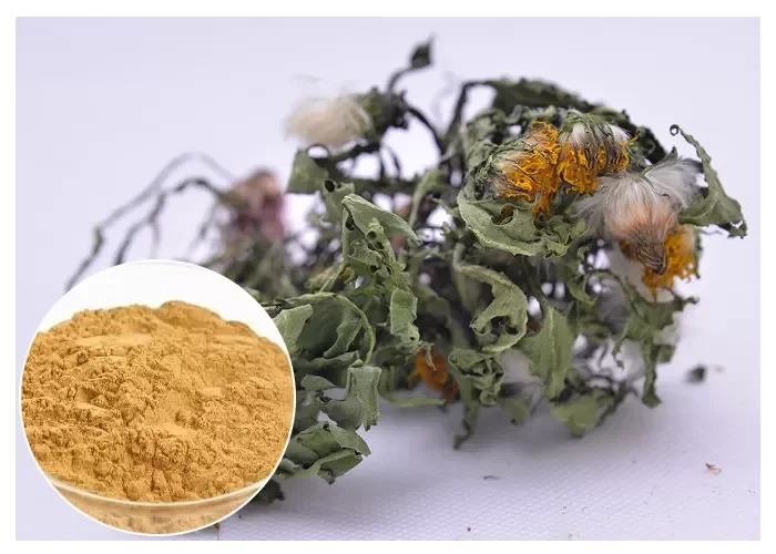 AUVO hot sell dandelion root extract 5% flavone natural dandelion extract powder