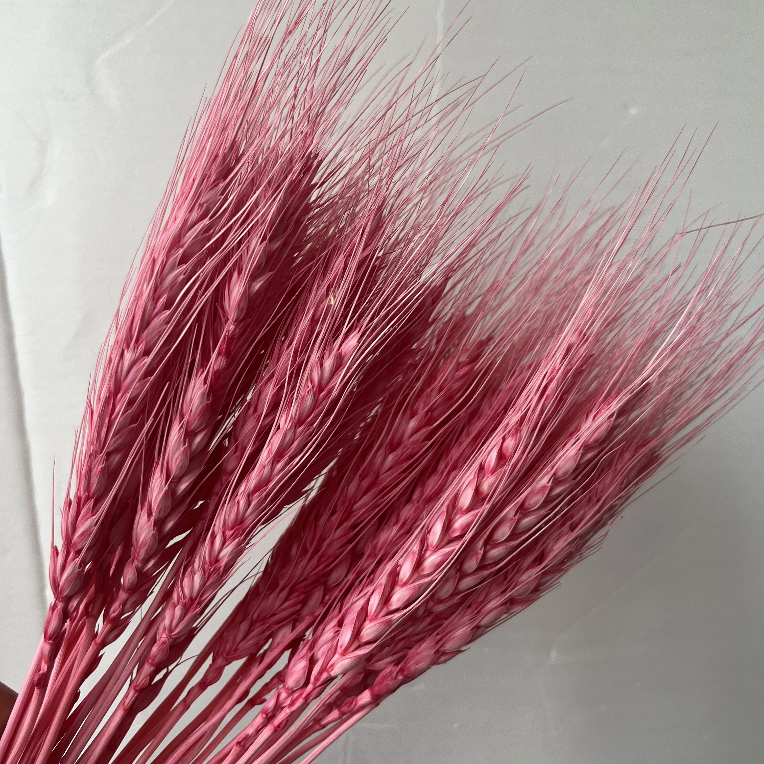 Hot Sale Natural Craft Multi-colored Real Dried Wheat bouquet flowers For Decoration