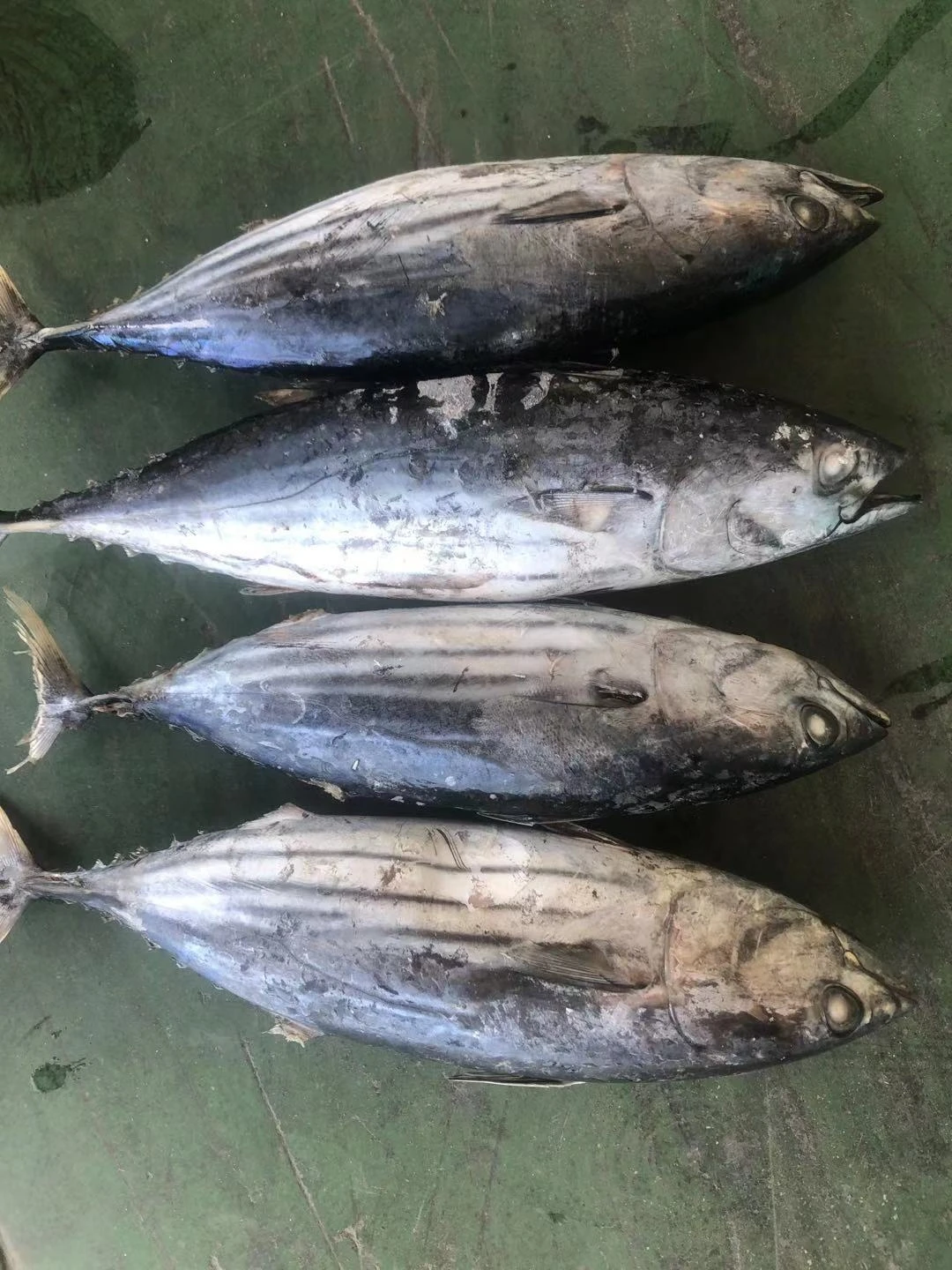 Хорошее качество рыбок из тунца