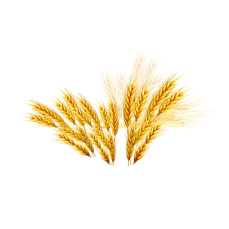 Здоровый аргентинский органический Ячмень для потребления людей