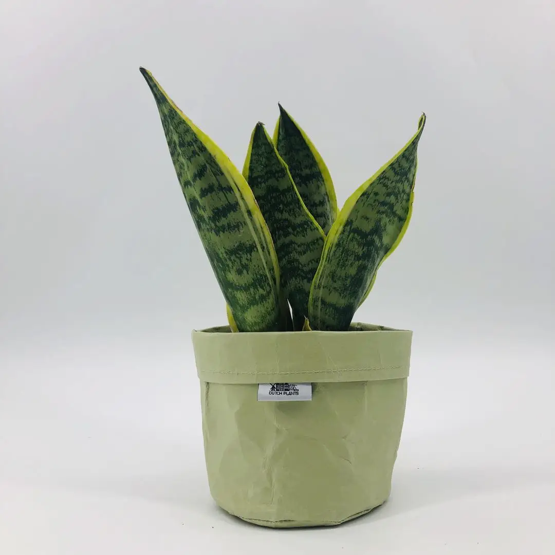 2021 hot sale high-quality washable kraft paper gardening plant grow potted bags for plants