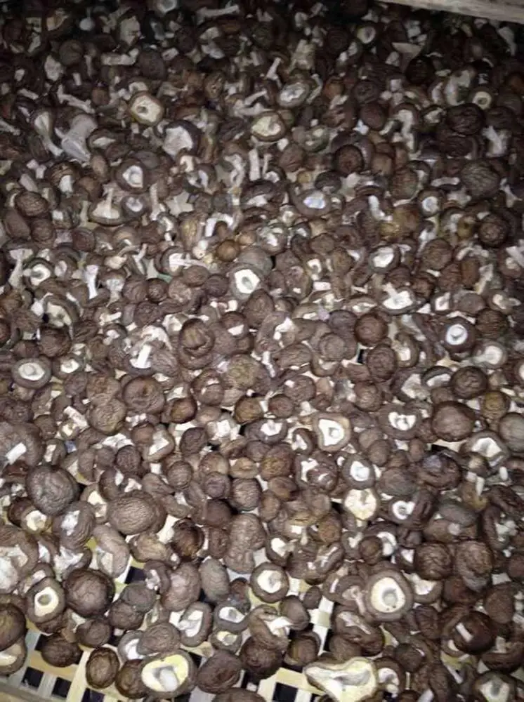 Professional industrial vegetable dehydrator mushroom heat pump drying room