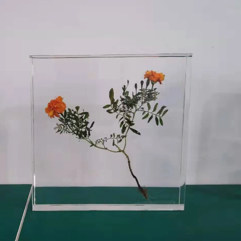 embedded specimens of transparent plants,biology class teaching plant specimen,resin ornaments for plant specimens