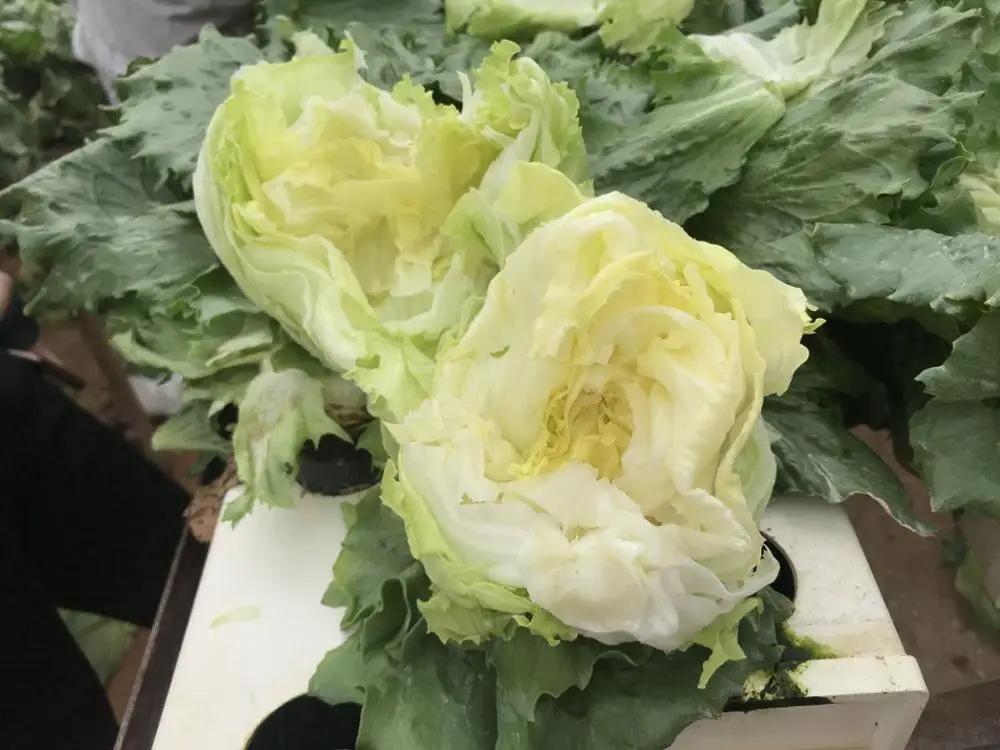 
Suntoday vegetable Organic leaf iceberg head lettuce seeds 1kg/bag 