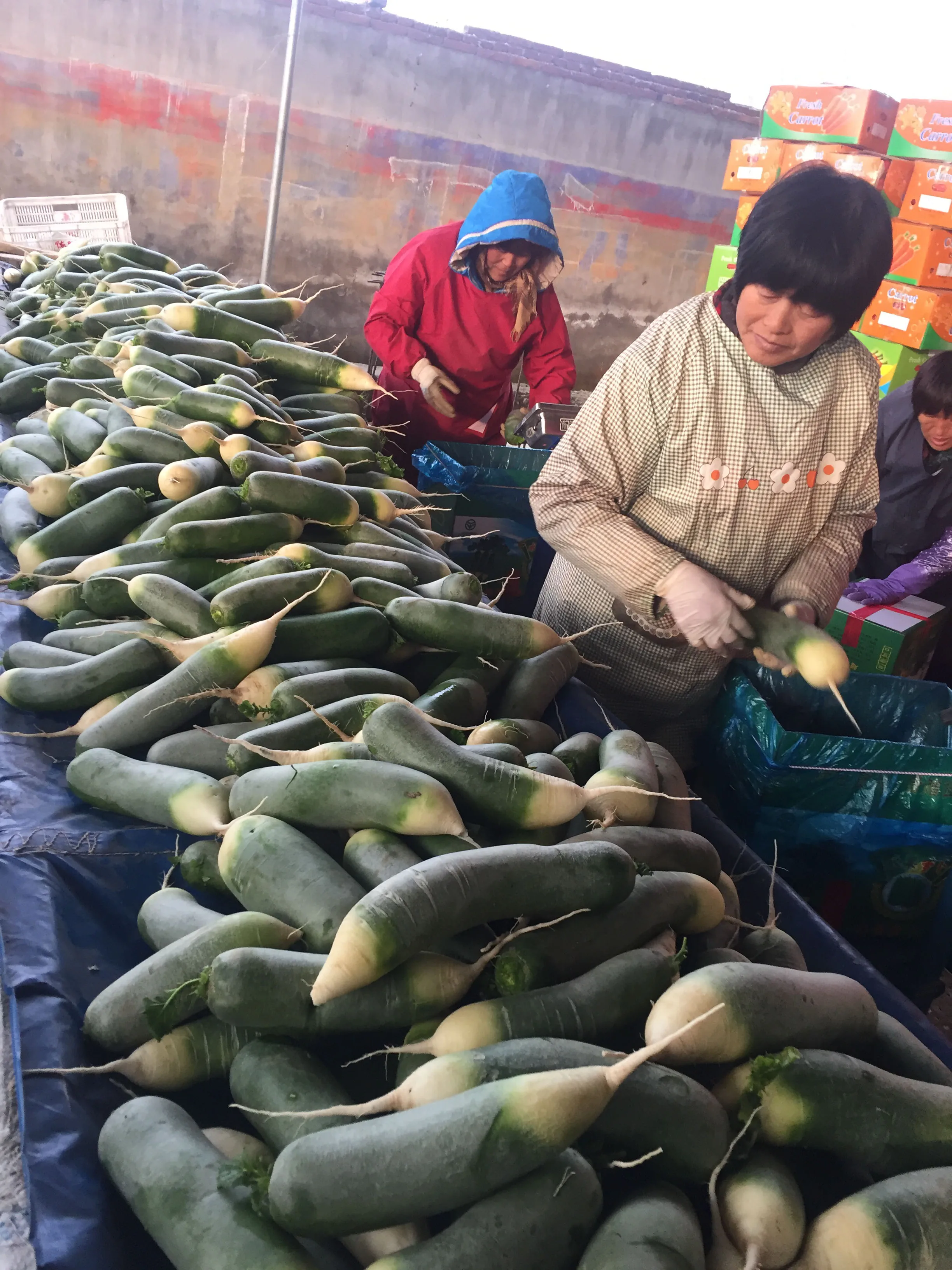 Chinese factory supply Fresh organic vegetables Radish White Green horse radish and seeds price from China for wholesale