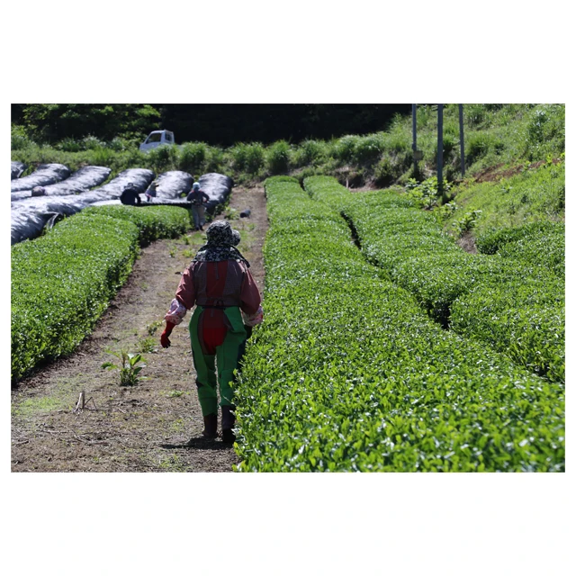 
Japanese favorable price economic pleasant bagged organic fresh black tea 