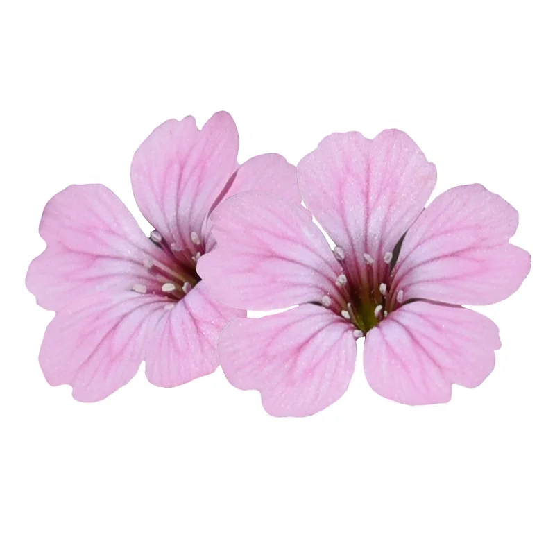 
High Quality Best Price Beautiful Gypsophila paniculata Seeds For Growing 