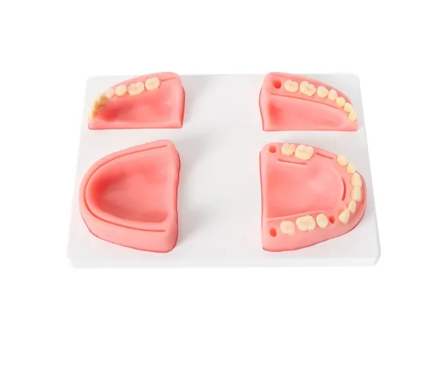 Human Dental Suture Pad With Resin Teeth,Dental Training Models, Dental Pad For Suture Practice
