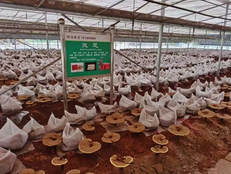 Reishi  Mushroom Powder Extract Polysaccharide Ganoderma Lucidum Extract sample free