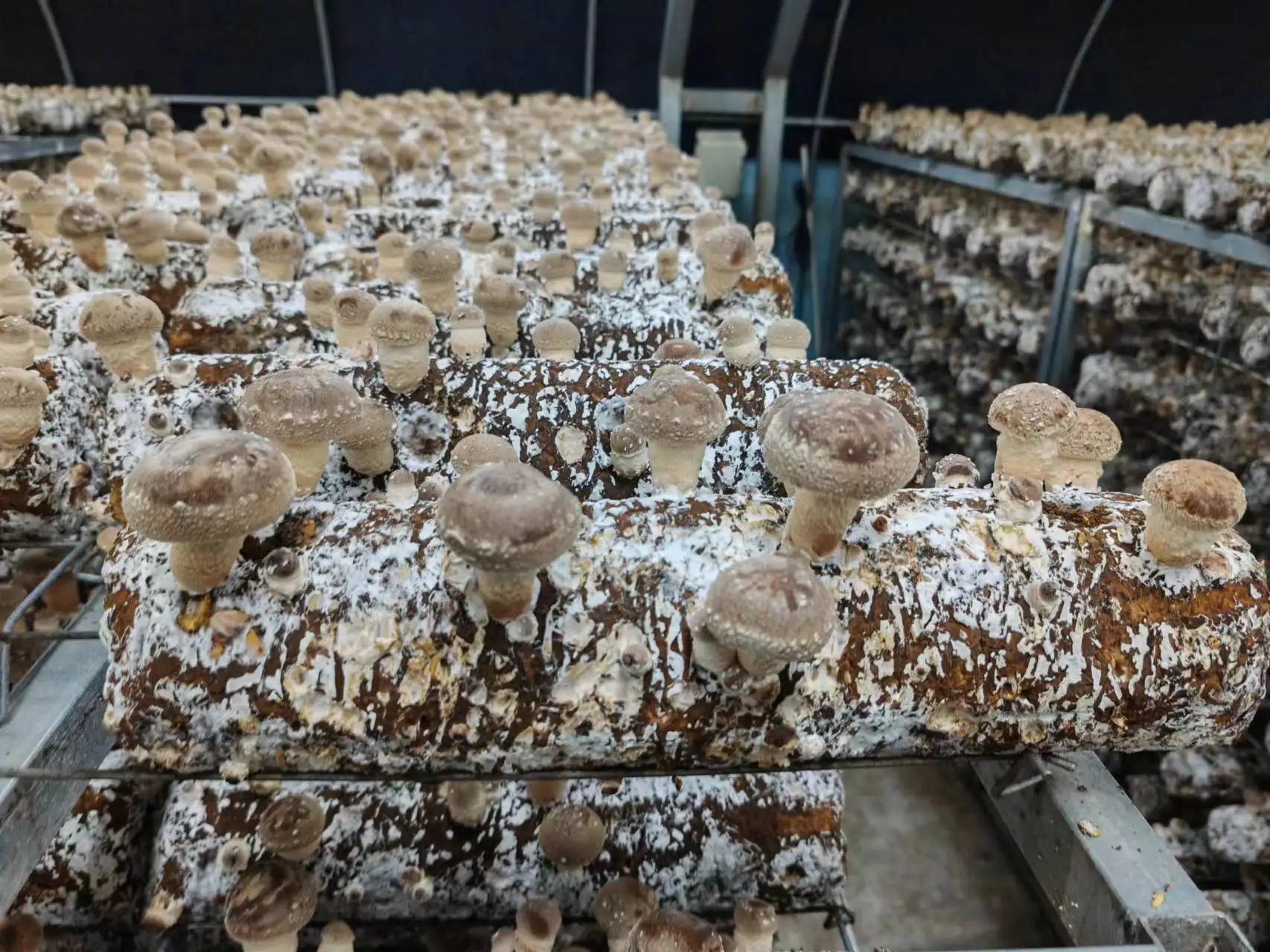 Chinese manufacturer ready to fruit mushroom high yield edible fungus shiitake mushroom spawn substrate