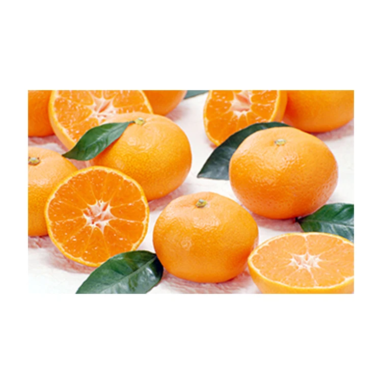 Japanese wholesale bulk mandarin orange fruit with good quality