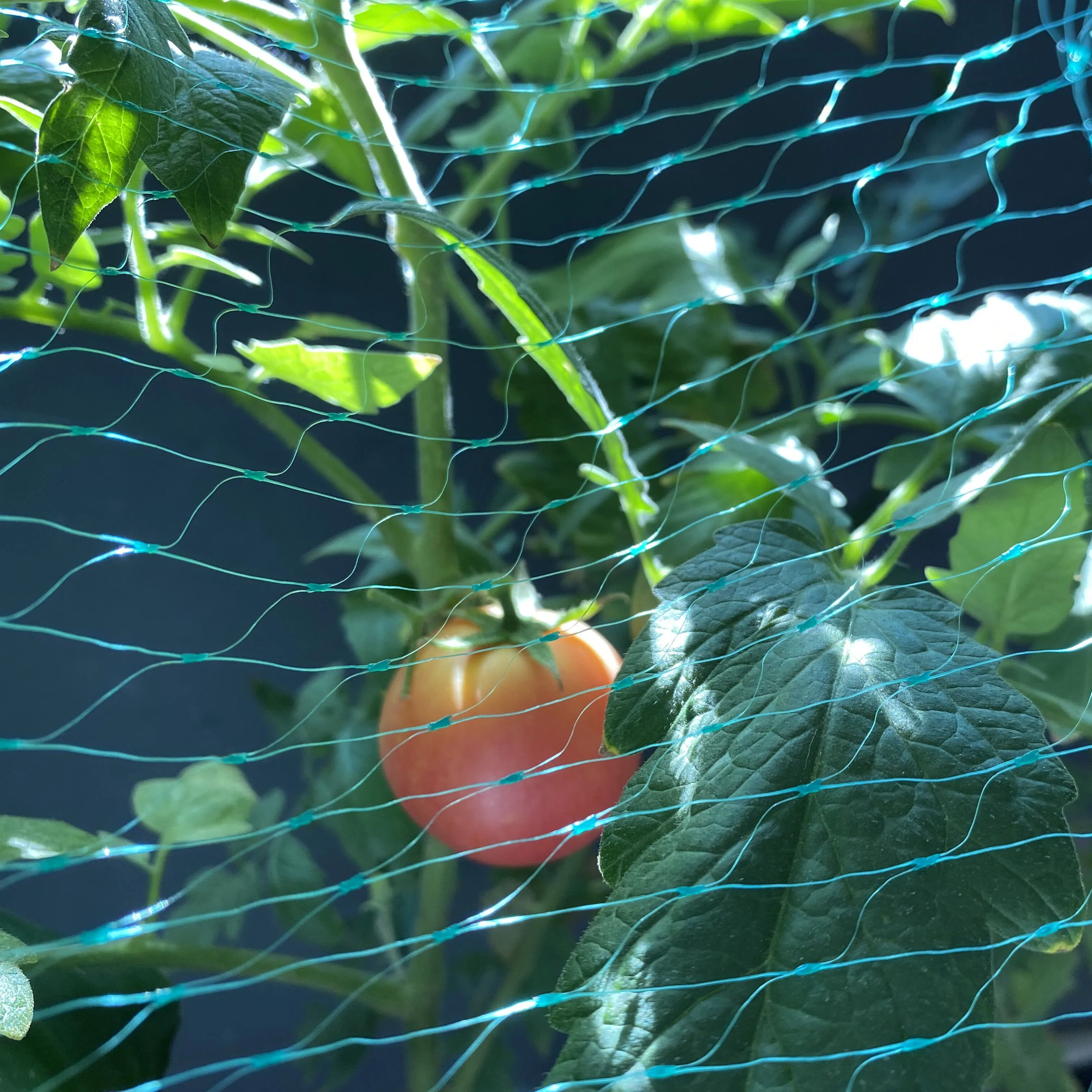 Anti-Bird  Plastic Trellis Net Garden Netting Plant Protecting Net for Protecting Vegetables Plants and Fruit Trees