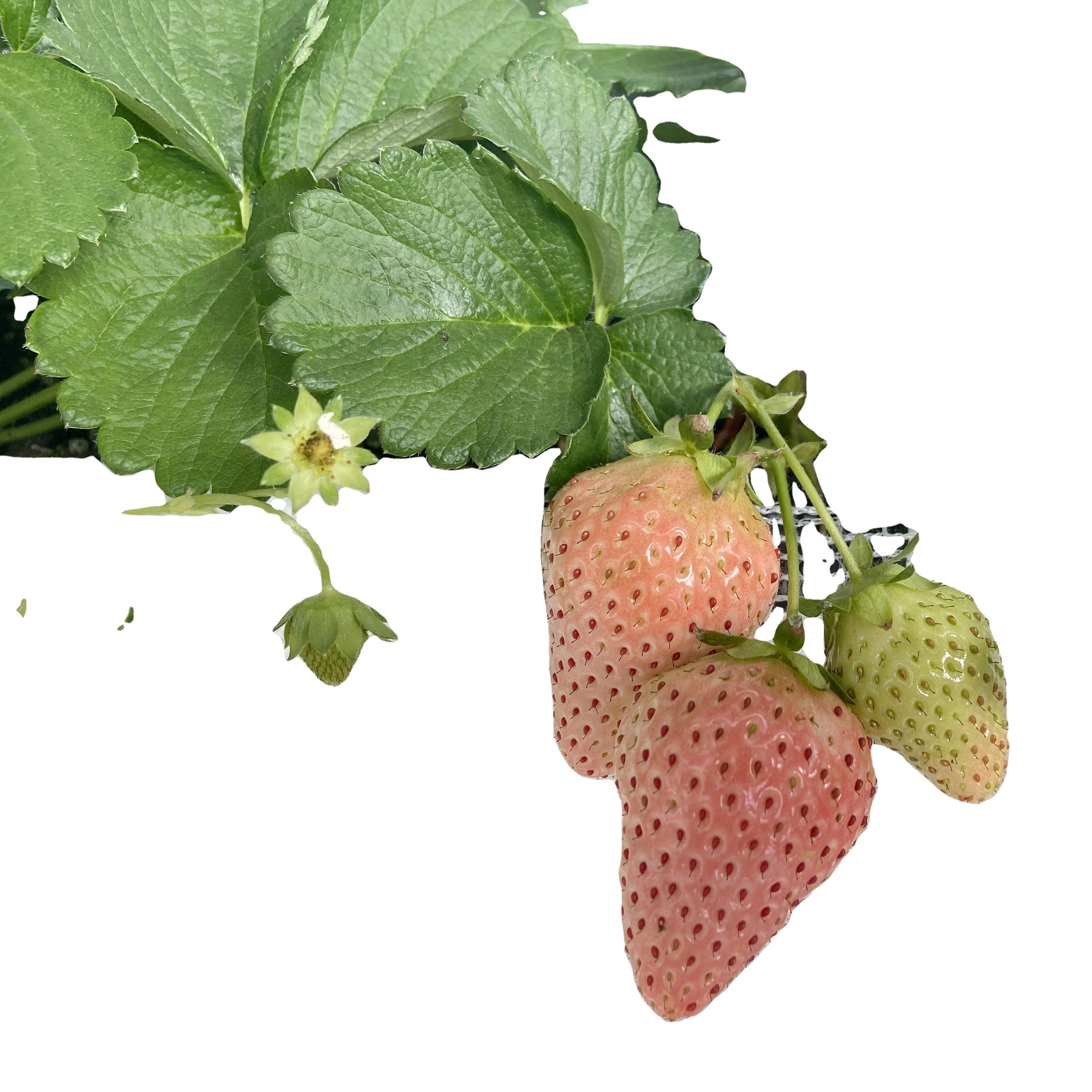 Chinese Best-selling Vertical Farming Equipment Elevated Strawberry for Hydroponic