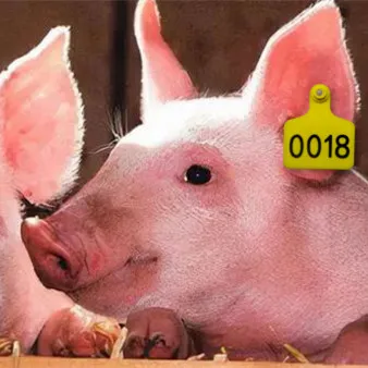 HED-ET113 ear tag for animals with chip serial number for livestock ear tag