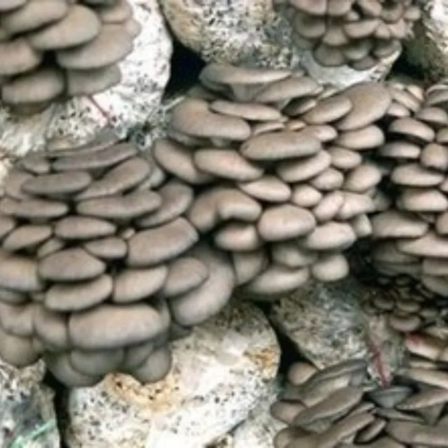 Factory Direct Sales of High-quality Fresh oyster Mushrooms