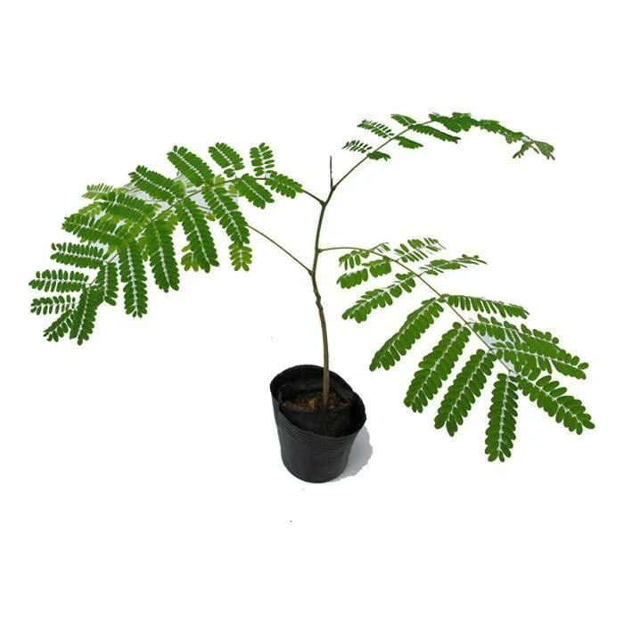 Seeding orange-red dark-red color flower Chinese flame tree plants