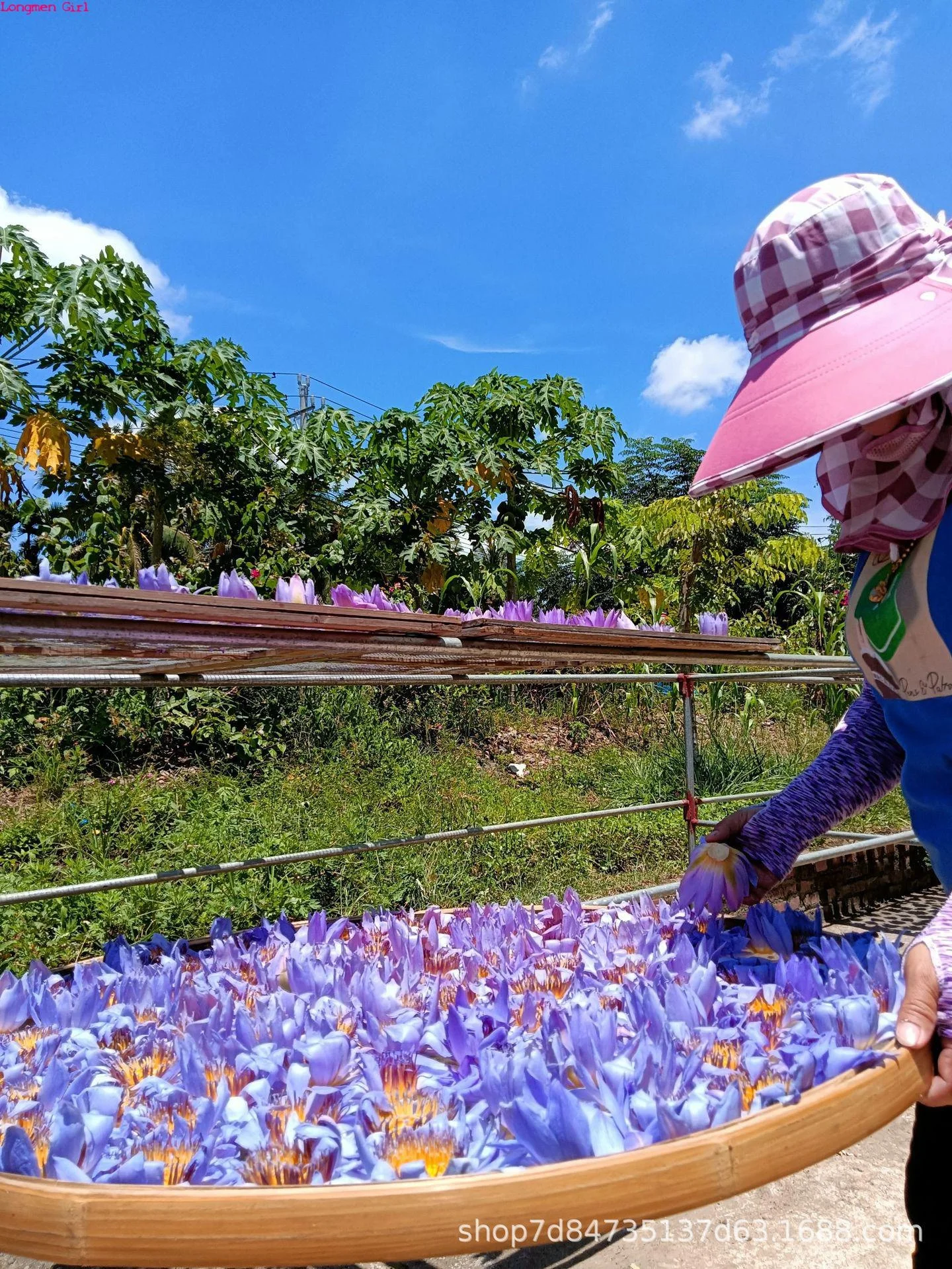 Outdoor health care high quality natural blue lotus dried flowers in bulk 1000g