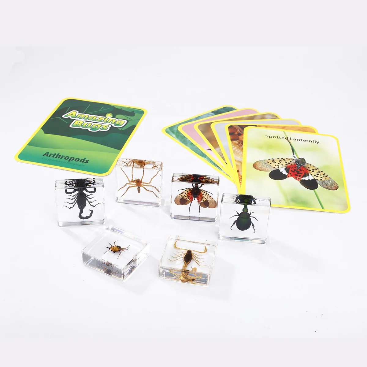 Education Toys Real Bugs in Resin Discovery Kits for kids collection sets resin insect paperweights bugs in resin Early Toys