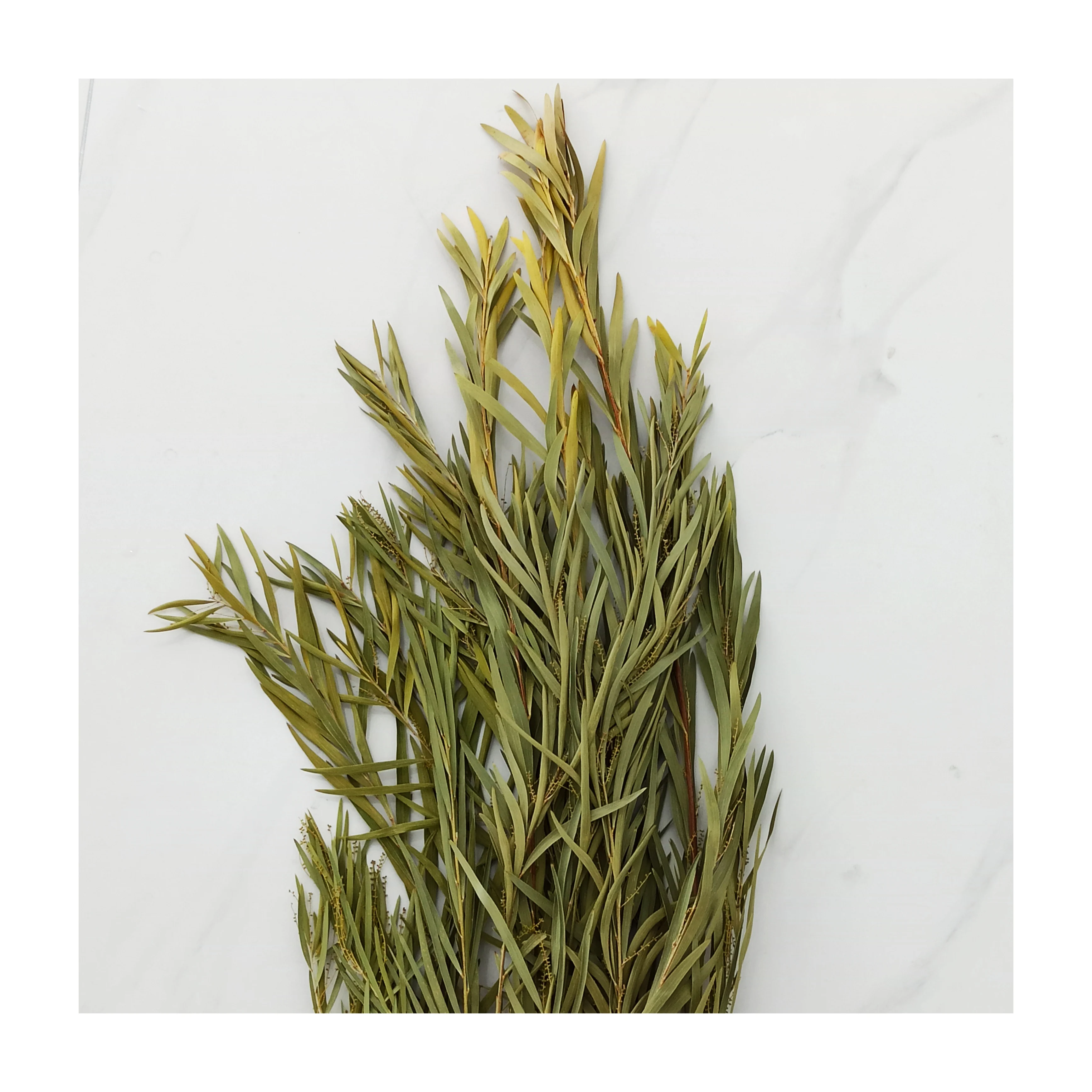 
2020 Hot Selling Cheap Dried foliage Preserved Eucalyptus Leaves For Decoration 