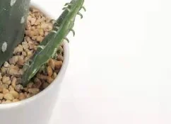 Decorative Indoor Or Outdoor Large Artificial Potted Cactus Plants