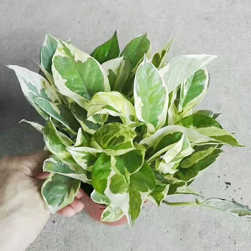  Прямая продажа по низкой цене высокое качество Scindapsus aurea серебряный кос декоративные зеленые листва живые растения