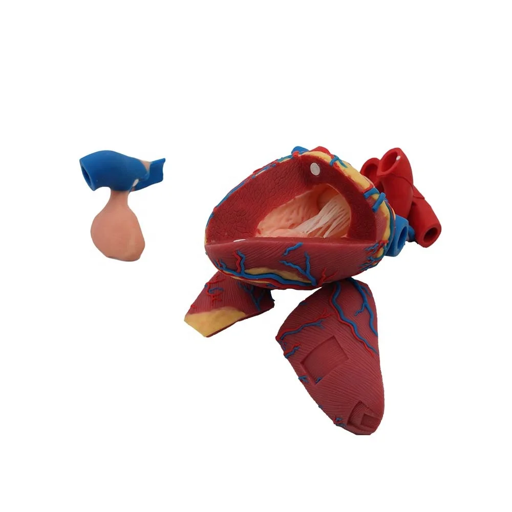 Soft Cattle Heart Silicone Model for Veterinary Anatomy Teaching