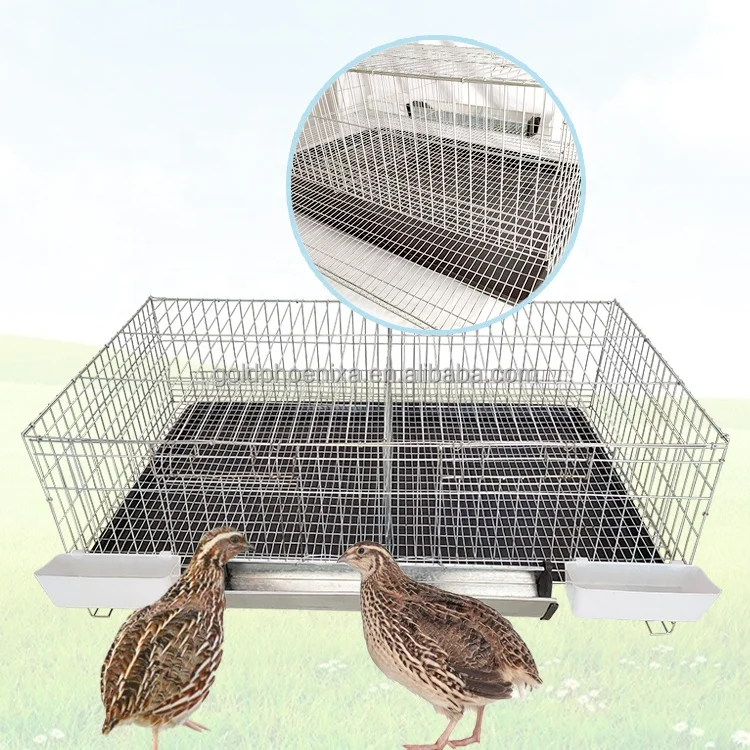 YYC full set automatic feces clearing and egg rolling chick quail breeding cage