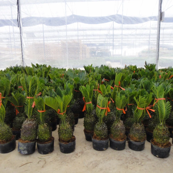 
Цикас революта, цикас лампа 