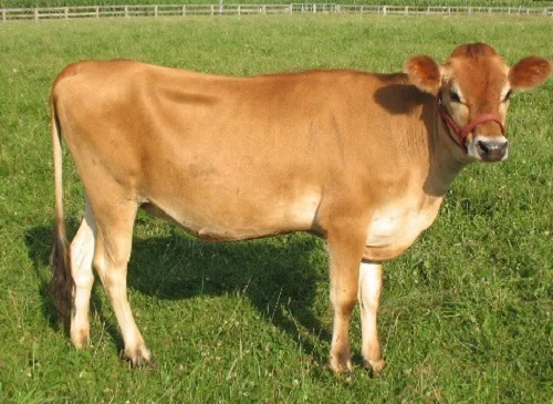 Jersey cows