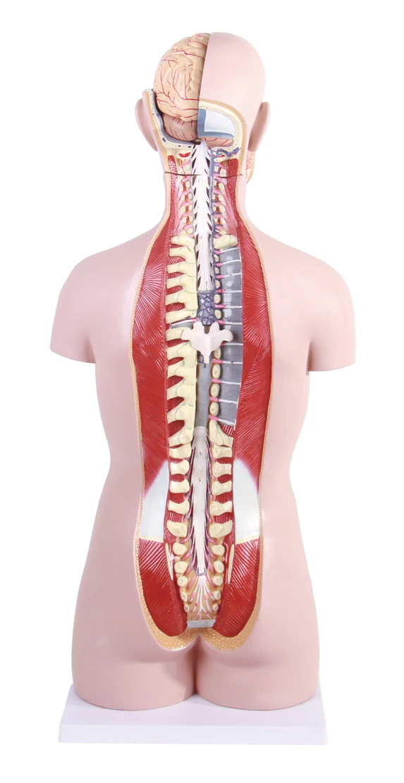 human anatomy torso anatomical model